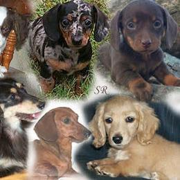 Dachshund Puppies from Shadow Ridge Farms