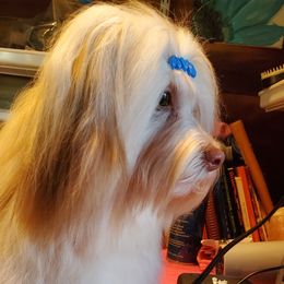 Bentley - Havanese