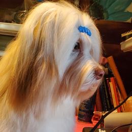 Bentley - Havanese