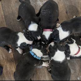 Boston Terrier Puppies from Nancy's Boston Terriers