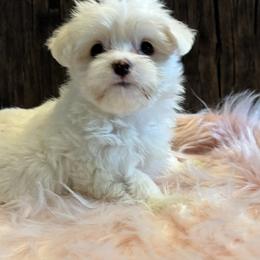 Coco - White female Maltese puppy in Grottoes, Virginia from Wendy’s Maltese & Cavamalts of Virginia