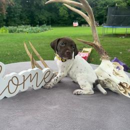 Yellow girl - Liver and white female German Shorthaired Pointer puppy in Liberty, North Carolina from White Barn Kennels LLC
