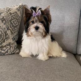 Biewer Terrier and Yorkshire Terrier Puppies from Niczarbiewers