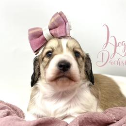 Dachshund Puppies from Legacy Lane Dachshunds