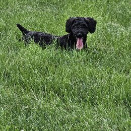 Kylee - Black female Whoodle puppy in West Bend, Iowa from Blue Skies Terriers