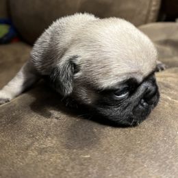 Boy 4 - Fawn Pug puppy in South Carolina from Pugs From the Corner