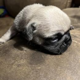 Boy 4 - Fawn Pug puppy in South Carolina from Pugs From the Corner