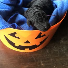 Poodle Puppies from Oakridge Standard Poodle