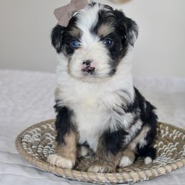 Dasher -MERLE - Blue merle male Bernedoodle puppy in Apple Creek, Ohio from Arlene Hershberger