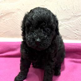 Black female 4 - Black female Poodle puppy in Williston, Florida from JD French Bulldogs, Mini Poodles, and Border Collies