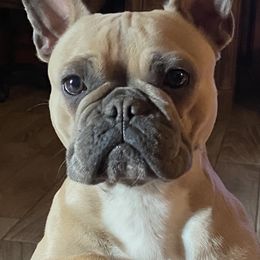 French Bulldogs from Little French Bullies N Texas