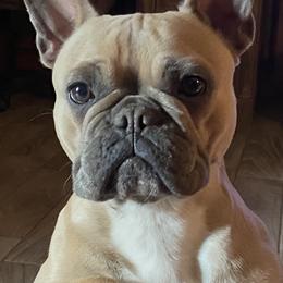 French Bulldogs from Little French Bullies N Texas