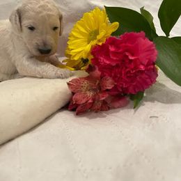 Poodle Puppies from Elysian Poodles
