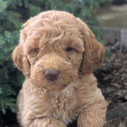 Puppy 2 - Gold male Australian Labradoodle puppy in Yamhill, Oregon from FitzGerald Kennels