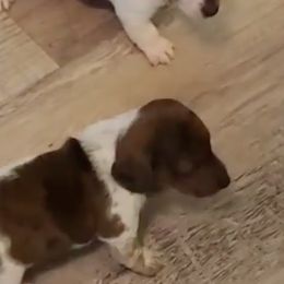 Dachshunds from Tx Doxie Momma