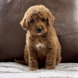 Cupid - Red  male Goldendoodle puppy in St George, Utah from Doodle Bears of Southern Utah