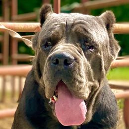Koda - Cane Corso