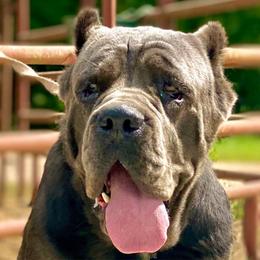 Koda - Cane Corso