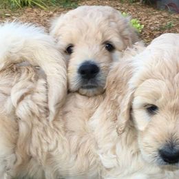 Goldendoodles from Miss Nancy’s Goldendoodles