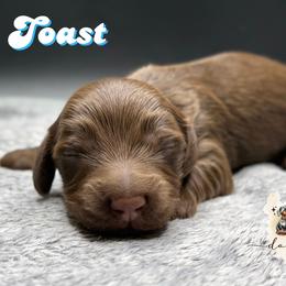 TOAST - Chocolate and tan male Dachshund puppy in Alto, Texas from Double W Doxies