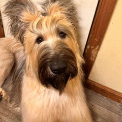Briard All Grown Up from du Coeur Rose Briards
