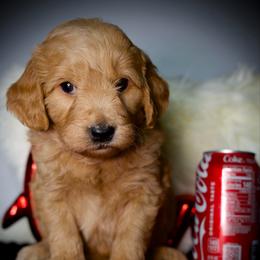 Blueberry - Apricot female Goldendoodle puppy in Mc Arthur, California from California Golden Love