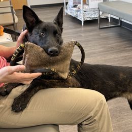Asira - Dutch Shepherd puppy from We Like it Ruff Working K9 Breeding and Training