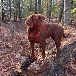 Birdie - Labrador Retriever