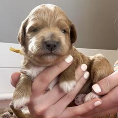 Goldendoodle Puppies from Diamond Daisy Doodles