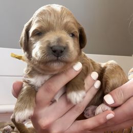 Goldendoodle Puppies from Diamond Daisy Doodles