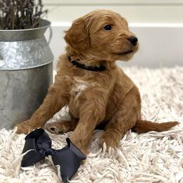 Scar - Black collar - Apricot male Goldendoodle puppy in Arlington, Washington from Anderson Goldendoodles