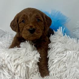 Meli's Blue Female - Apricot female Goldendoodle puppy in Great Falls, Montana from Montana Goldendoodles