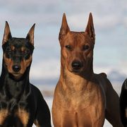 German Pinschers from Daveren German Pinschers