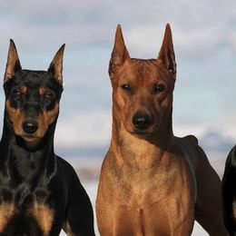 German Pinschers from Daveren German Pinschers