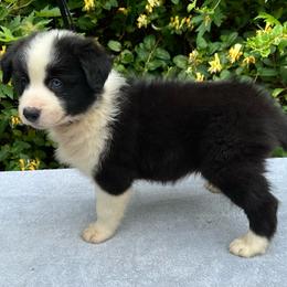 Blue - Black and white male Border Collie puppy in Tahlequah, Oklahoma from Royal T Kennel