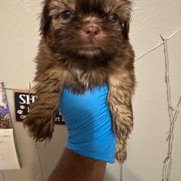 Tulip - Liver female Shih Tzu puppy in Madera Acres, California from California Shih Tzu’s