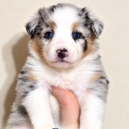 Gianna - Blue merle female Australian Shepherd puppy in Gowen, Michigan from XA AUSTRALIAN SHEPHERDS