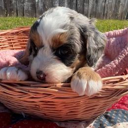 Margo - Blue merle female Bernedoodle puppy in Camden, Michigan from FurEver Friends Finder