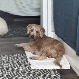 Saint - Labradoodle