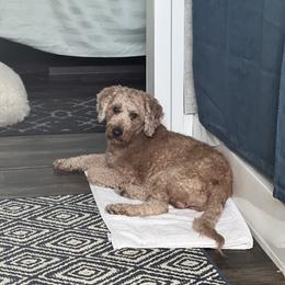Saint - Labradoodle