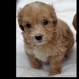 Daphney - Red  female Goldendoodle puppy in Cumberland, Rhode Island from minigoldendoodlesofRI
