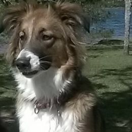 English Shepherds from VannaBlues