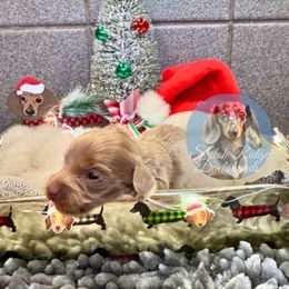 Dino - Fawn (Isabella) male Dachshund puppy in Adamsville, Tennessee from Shiloh Ridge Dachshunds