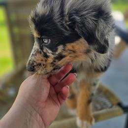 Tiara - Blue merle female Australian Shepherd puppy in Wrightsville, Georgia from Wild Magnolia Farms Aussies