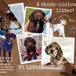Bordoodle and Labradoodle Puppies from Howdy Doodles