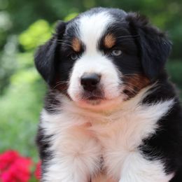 "Daisy" FULL TAIL - Black tri-color Australian Shepherd puppy in Noxon, Montana from MITIN Aussies AKC Standard Australian Shepherds