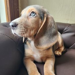 Hyacinth - Blue tan and white female Beagle puppy in Bois D Arc, Missouri from Country Home Pets and Farm