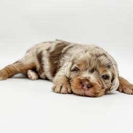 Jefferson - male Australian Mountain Doodle puppy in Sharpsburg, Georgia from Steindoodles