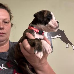 Snowbee - Brindle female Boxer puppy in Ekron, Kentucky from Best Friends Euro Boxers (BFEBK)