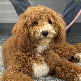 Melvin - Goldendoodle